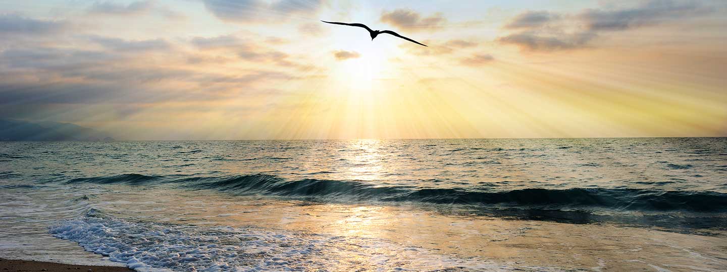 Vogel fliegt in den Sonnenuntergang am Meer