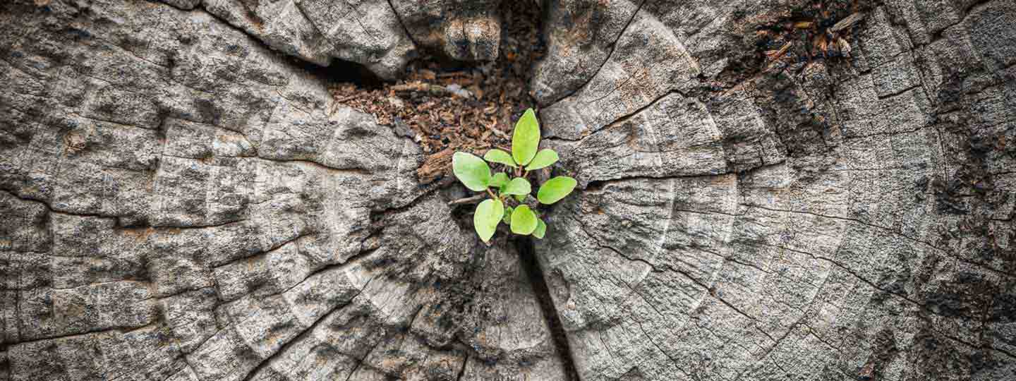Aus dem Stumpf eines abgesägten Baumes wächst der Spross einer kleinen Pflanze.